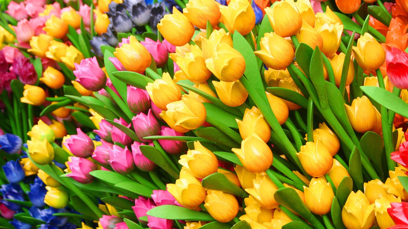 신선하고 화려한 튤립 꽃의 HD 배경 화면 #1 - 1366x768