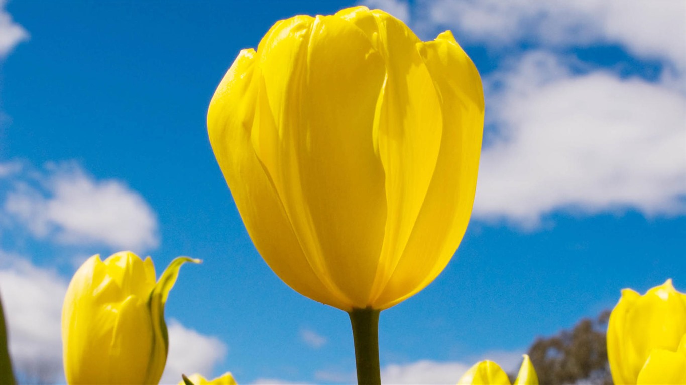 Čerstvé a barevné tulipány květinové HD tapety na plochu #3 - 1366x768