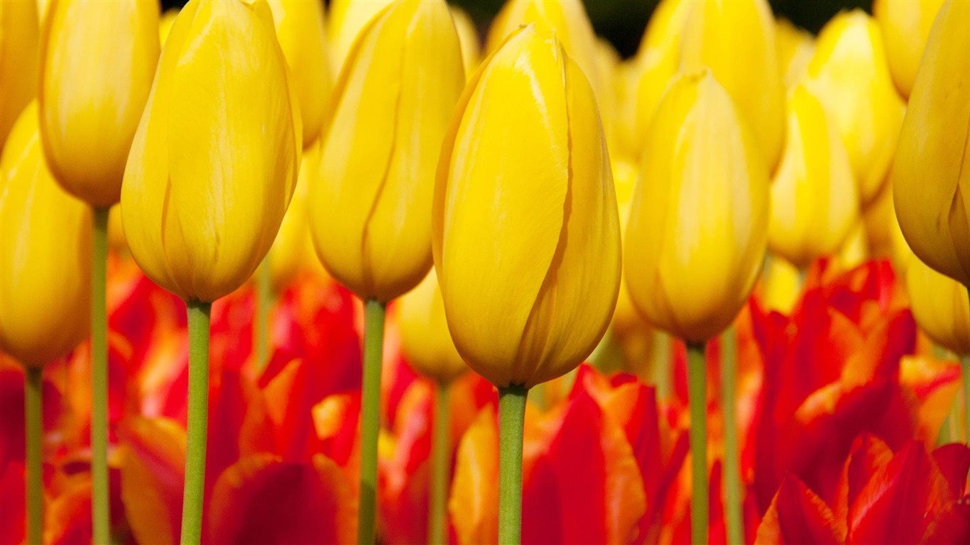 Fonds d'écran HD tulipes fleurs fraîches et colorées #4 - 1366x768