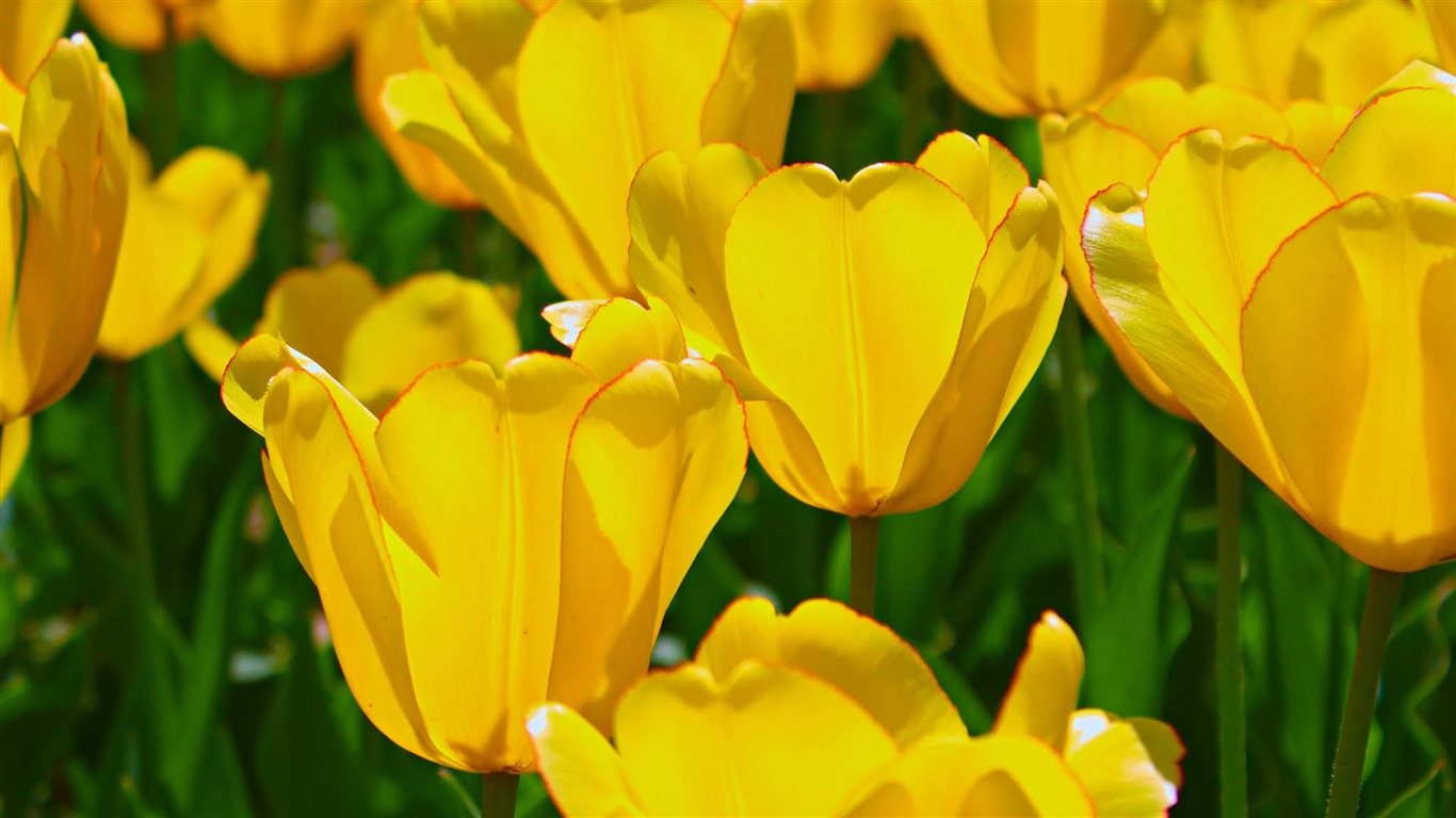 Fresh and colorful tulips flower HD wallpapers #5 - 1366x768