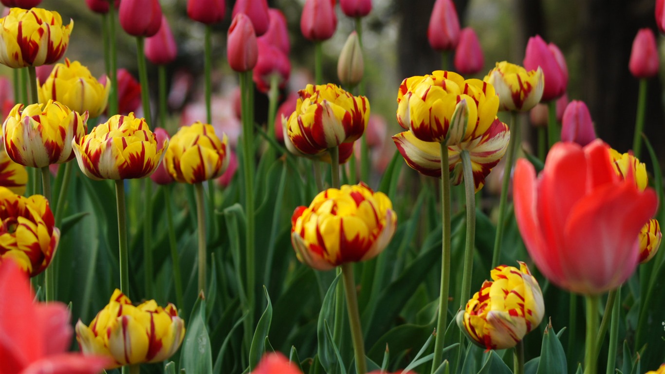 Свежие и красочные обои HD тюльпаны цветок #7 - 1366x768