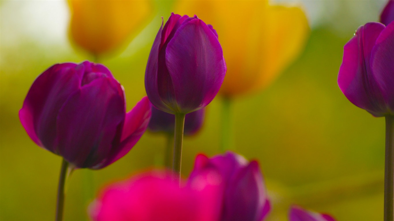 Fresh and colorful tulips flower HD wallpapers #9 - 1366x768