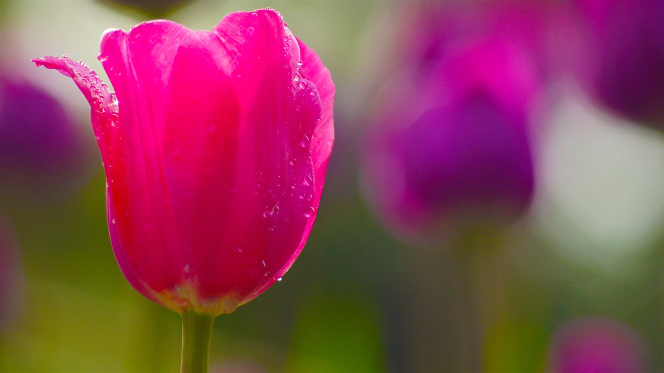Čerstvé a barevné tulipány květinové HD tapety na plochu #12 - 1366x768