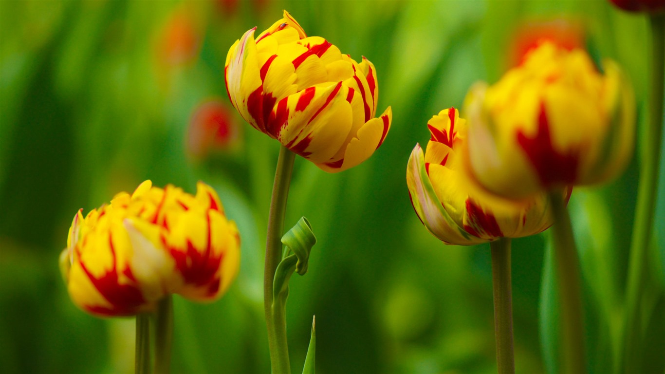Fonds d'écran HD tulipes fleurs fraîches et colorées #16 - 1366x768
