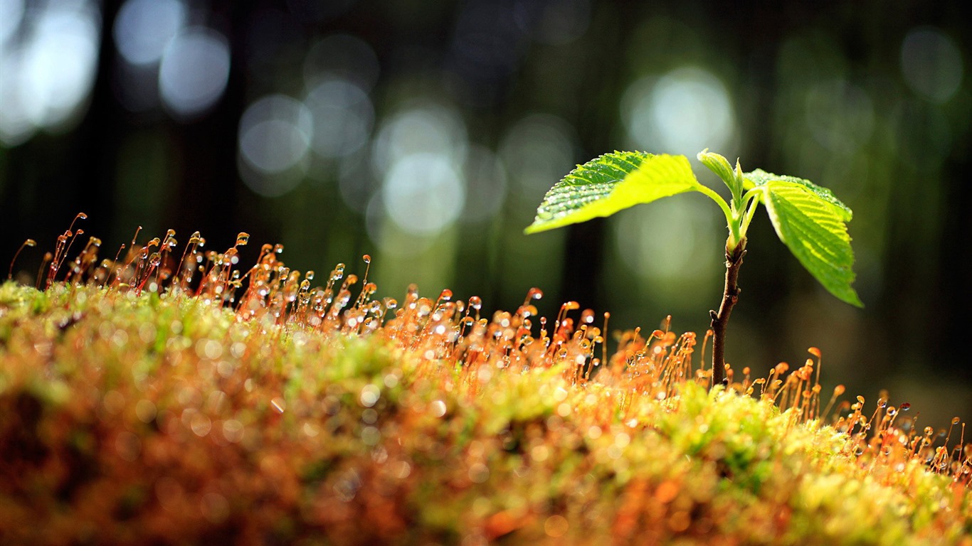 鲜花和植物春天主题壁纸1 - 1366x768