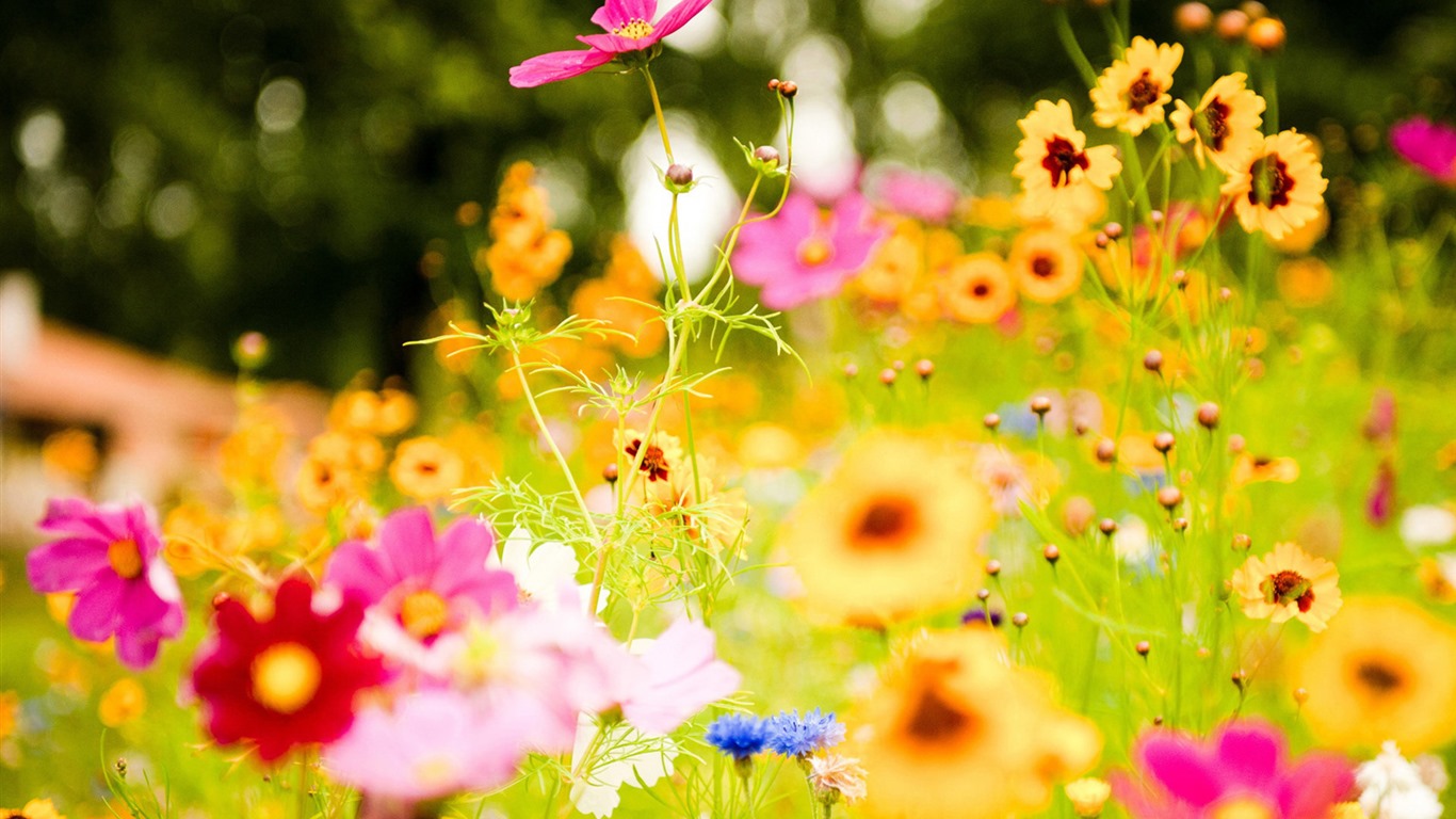 Свежие цветы и растения весной тематические обои #6 - 1366x768