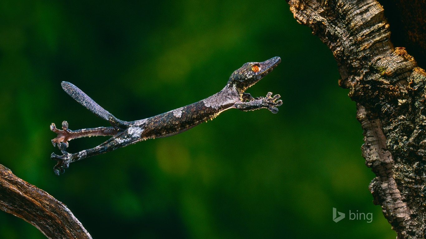 Février 2016 fonds d'écran Bing thème HD #16 - 1366x768