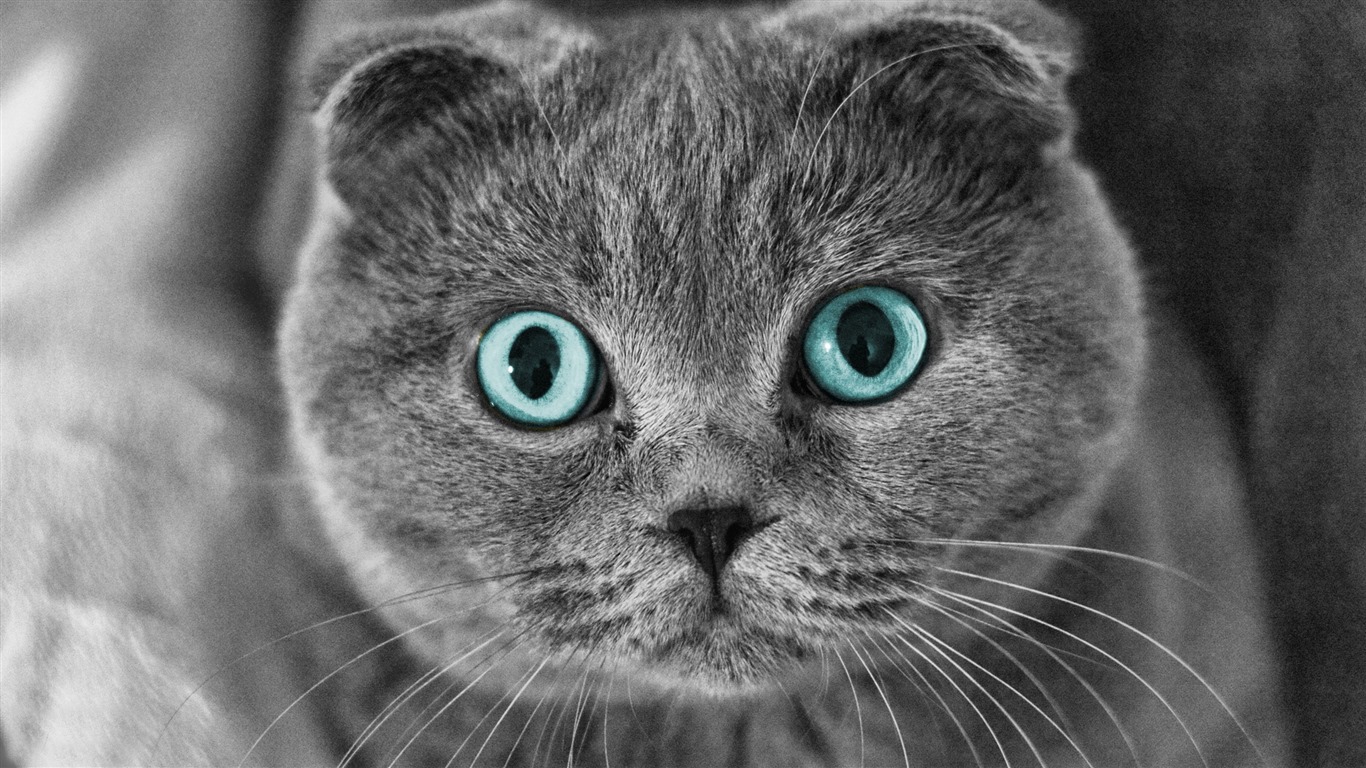귀여운 애완 동물, 스코틀랜드 배 고양이의 HD 배경 화면 #1 - 1366x768