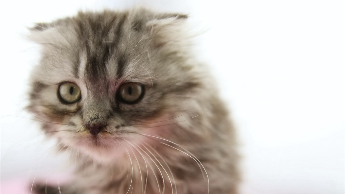 animaux mignons, écossais fonds d'écran HD Fold chat #3 - 1366x768