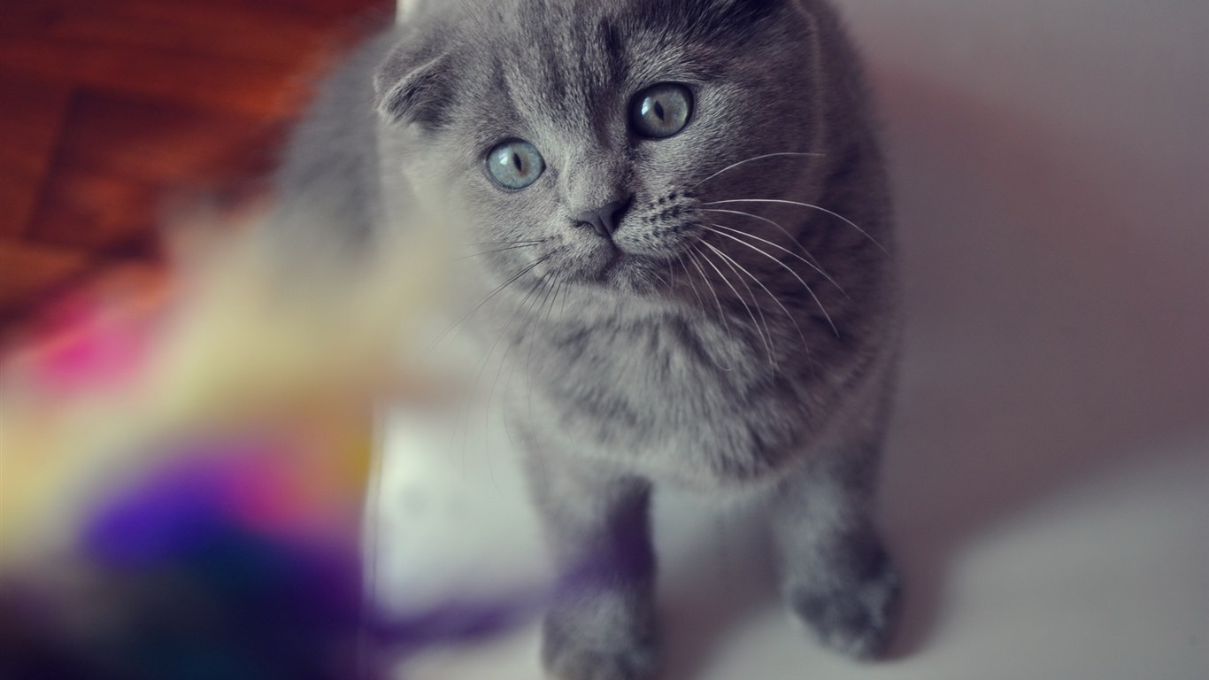 Cute pets, Scottish Fold cat HD wallpapers #6 - 1366x768