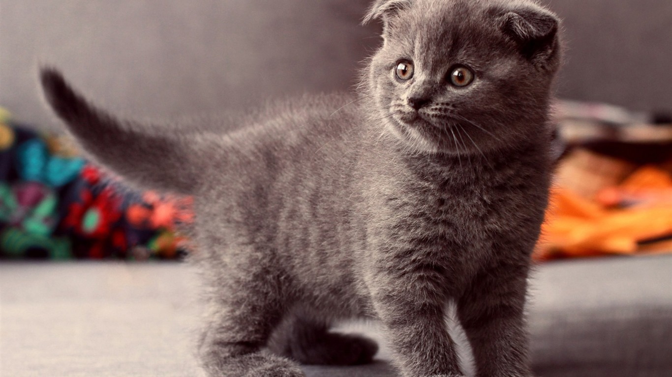 Cute pets, Scottish Fold cat HD wallpapers #7 - 1366x768