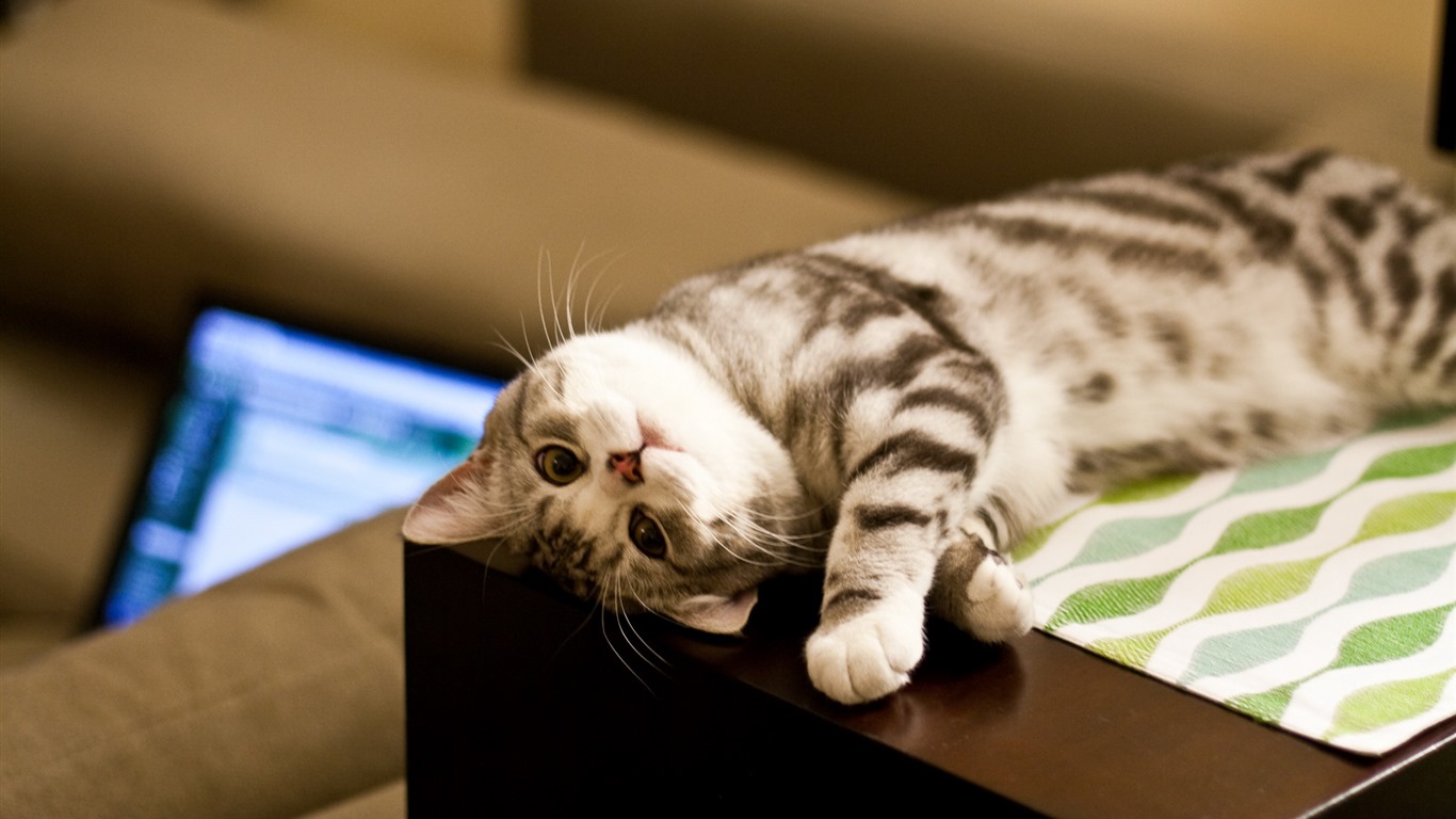 Cute pets, Scottish Fold cat HD wallpapers #9 - 1366x768