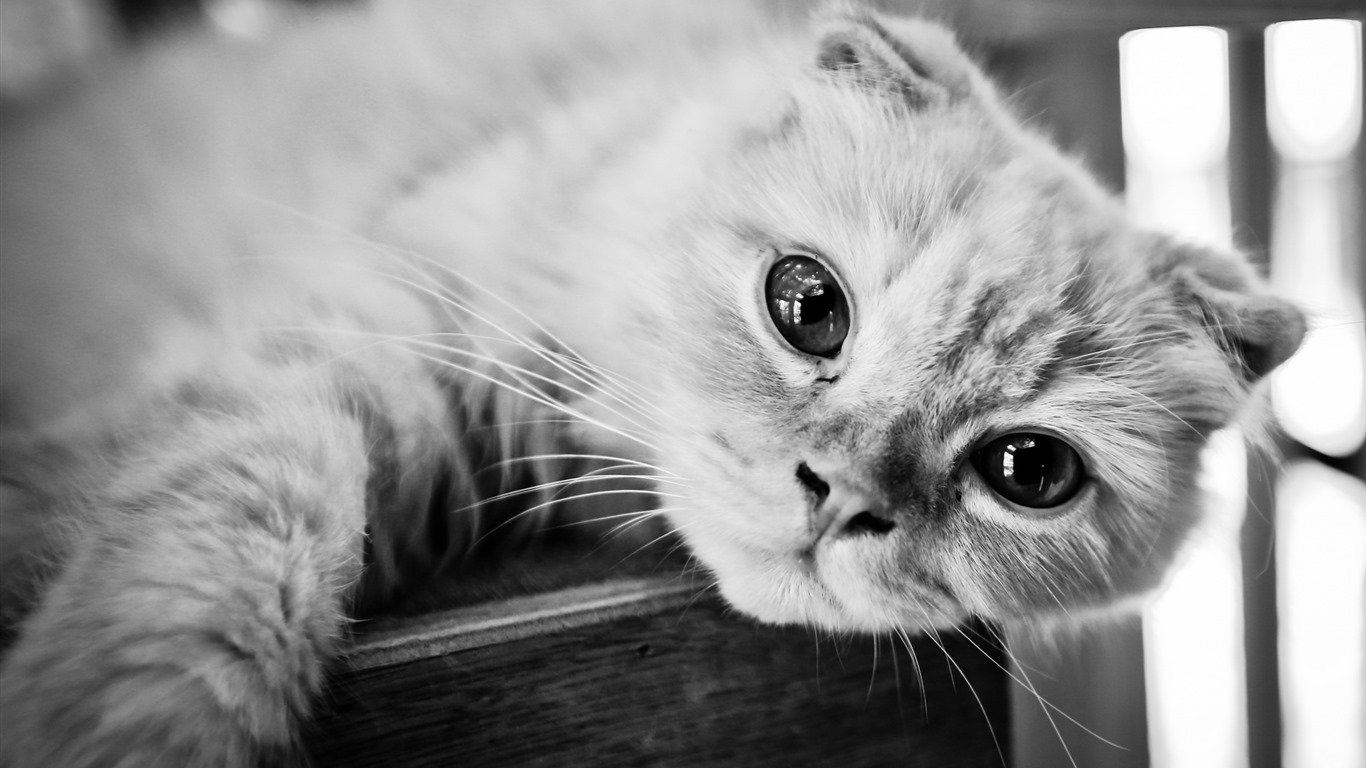 Cute pets, Scottish Fold cat HD wallpapers #10 - 1366x768