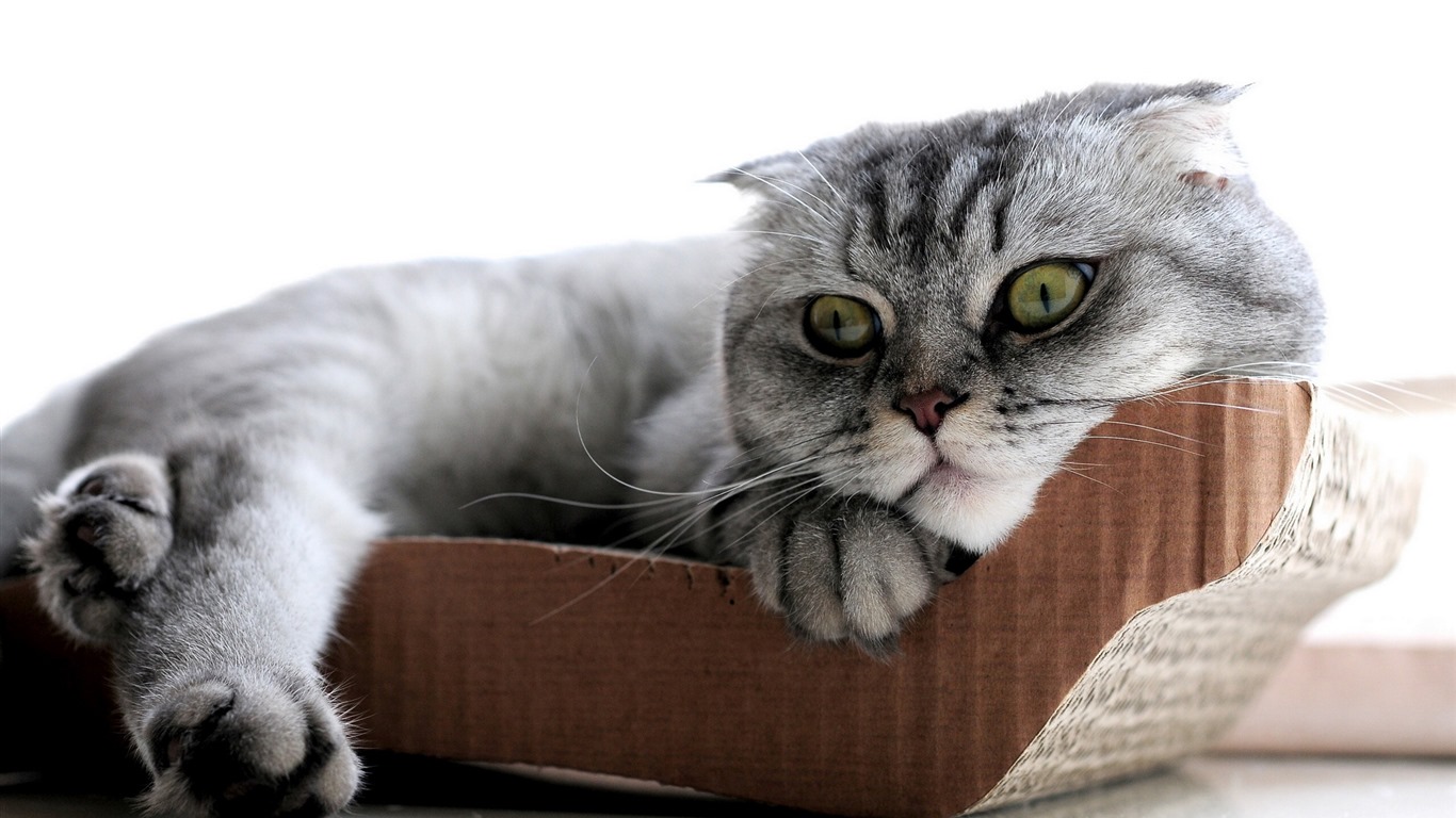 Cute pets, Scottish Fold cat HD wallpapers #11 - 1366x768