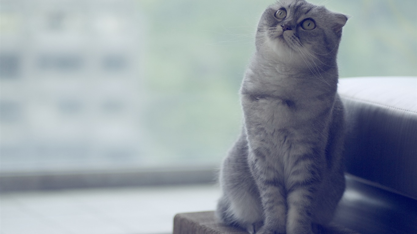 Cute pets, Scottish Fold cat HD wallpapers #12 - 1366x768