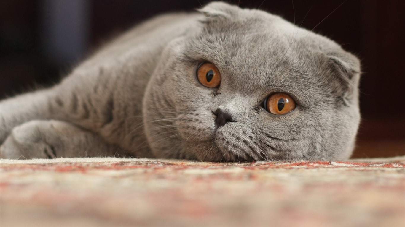 Cute pets, Scottish Fold cat HD wallpapers #13 - 1366x768