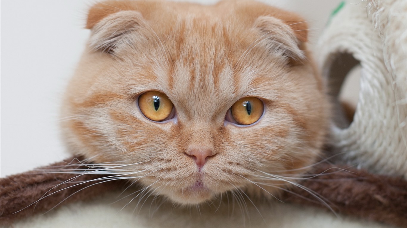 Cute pets, Scottish Fold cat HD wallpapers #15 - 1366x768