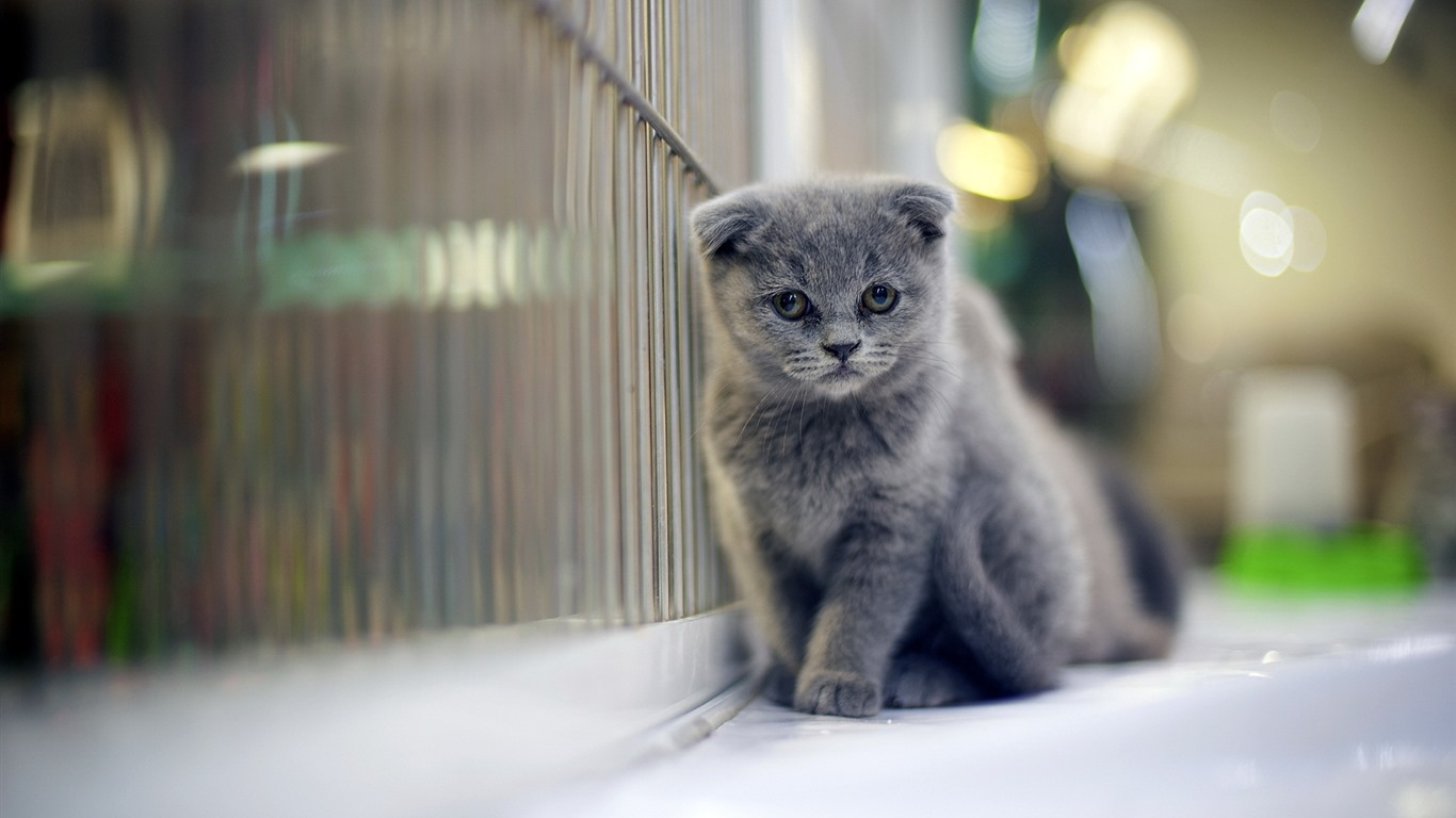 Cute pets, Scottish Fold cat HD wallpapers #16 - 1366x768