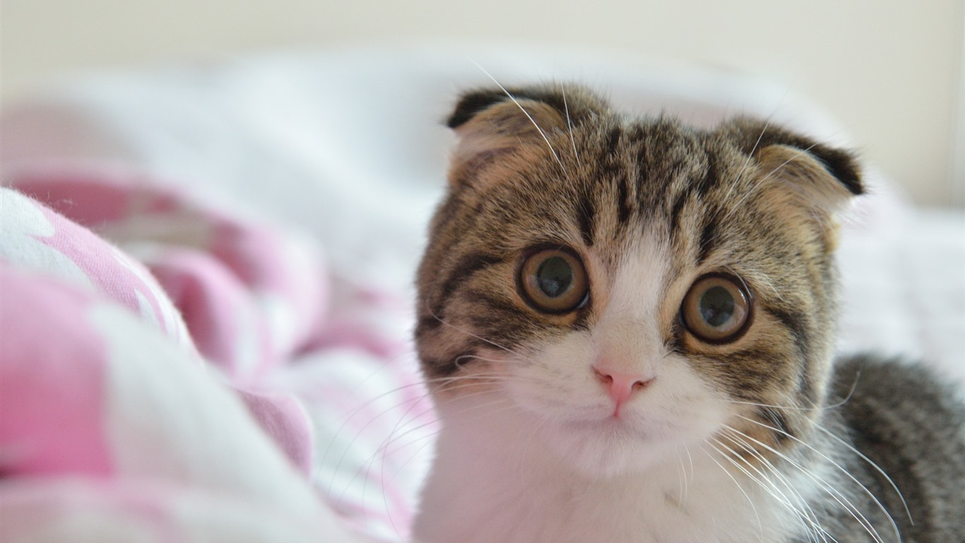 Cute pets, Scottish Fold cat HD wallpapers #17 - 1366x768