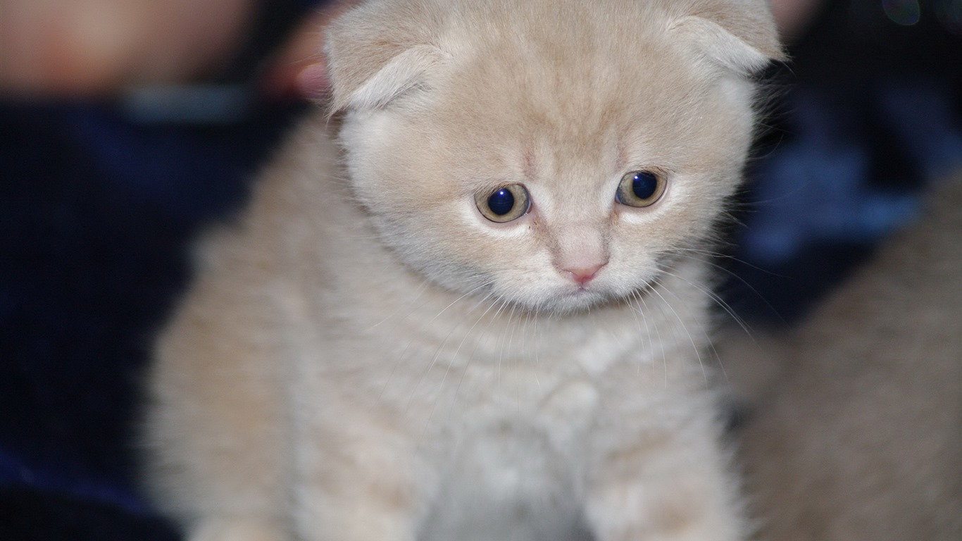 Cute pets, Scottish Fold cat HD wallpapers #20 - 1366x768