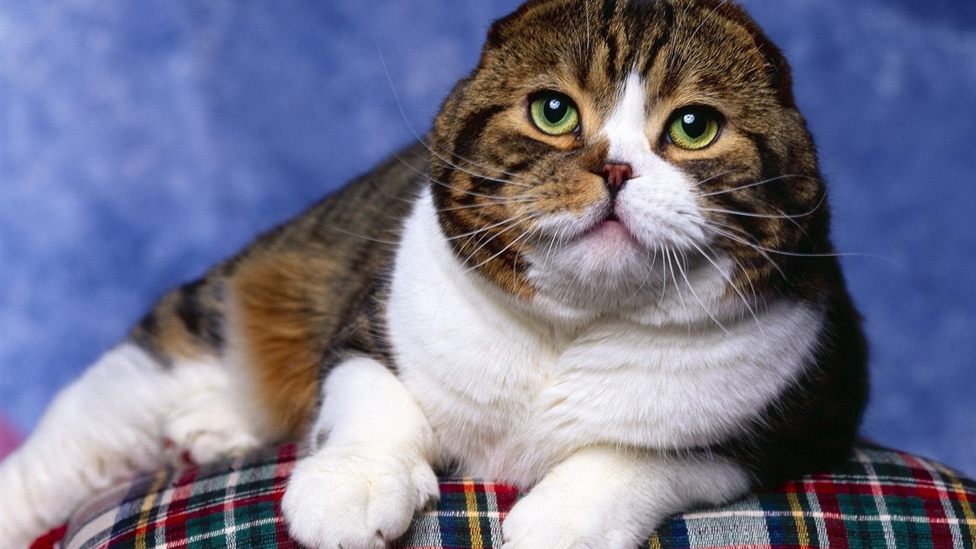 Roztomilé domácí zvířata, Scottish Fold kočka HD tapety na plochu #27 - 1366x768