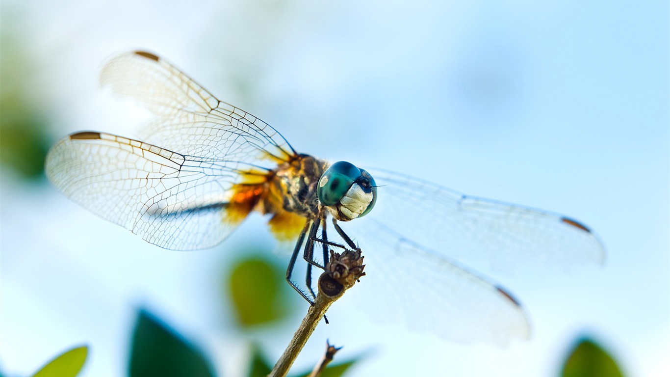 Insecte close-up, fonds d'écran HD libellule #1 - 1366x768