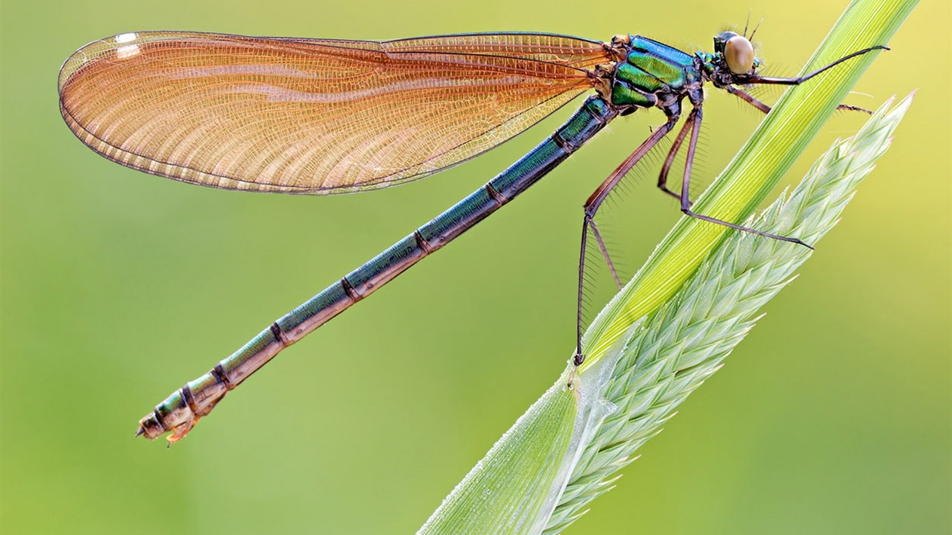 Insecte close-up, fonds d'écran HD libellule #2 - 1366x768