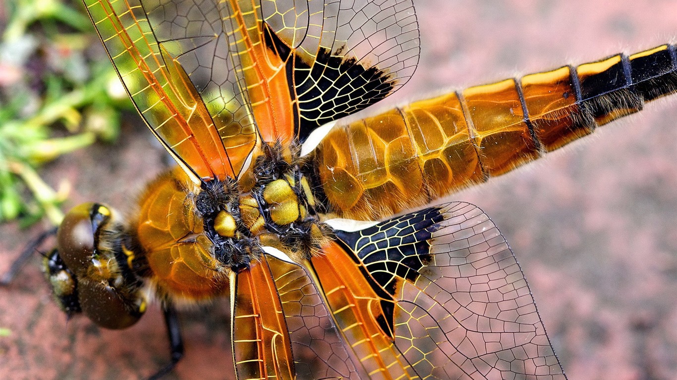 昆虫特写，蜻蜓高清壁纸4 - 1366x768