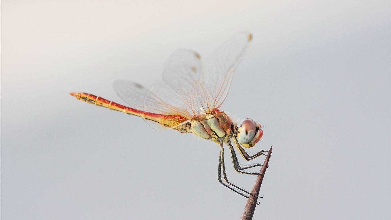 Insecte close-up, fonds d'écran HD libellule #6 - 1366x768