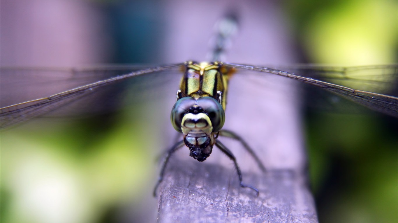 Insecte close-up, fonds d'écran HD libellule #8 - 1366x768