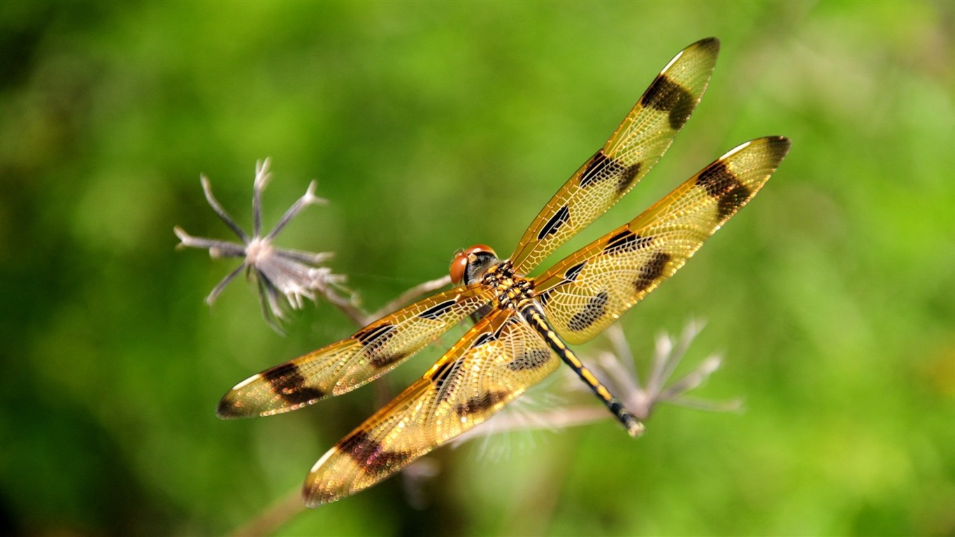 Insecte close-up, fonds d'écran HD libellule #11 - 1366x768