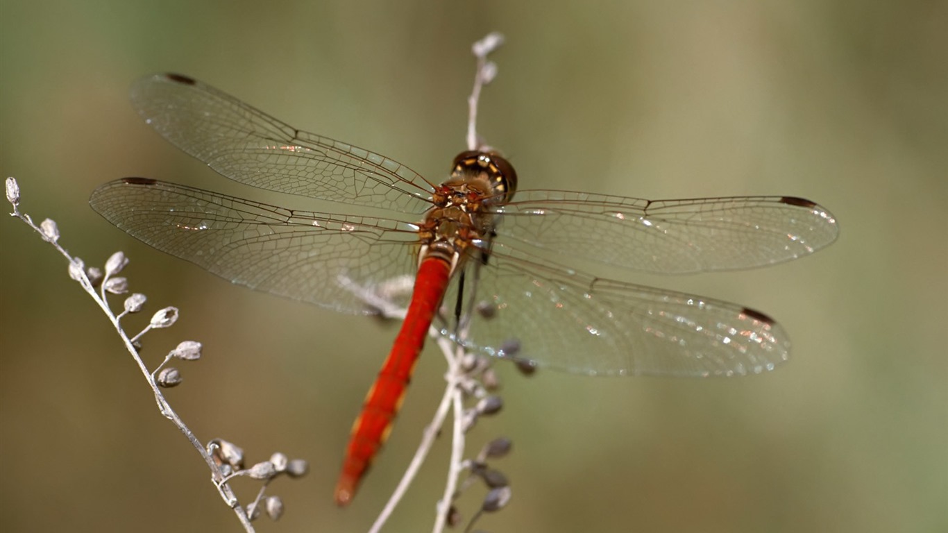 Insecte close-up, fonds d'écran HD libellule #12 - 1366x768