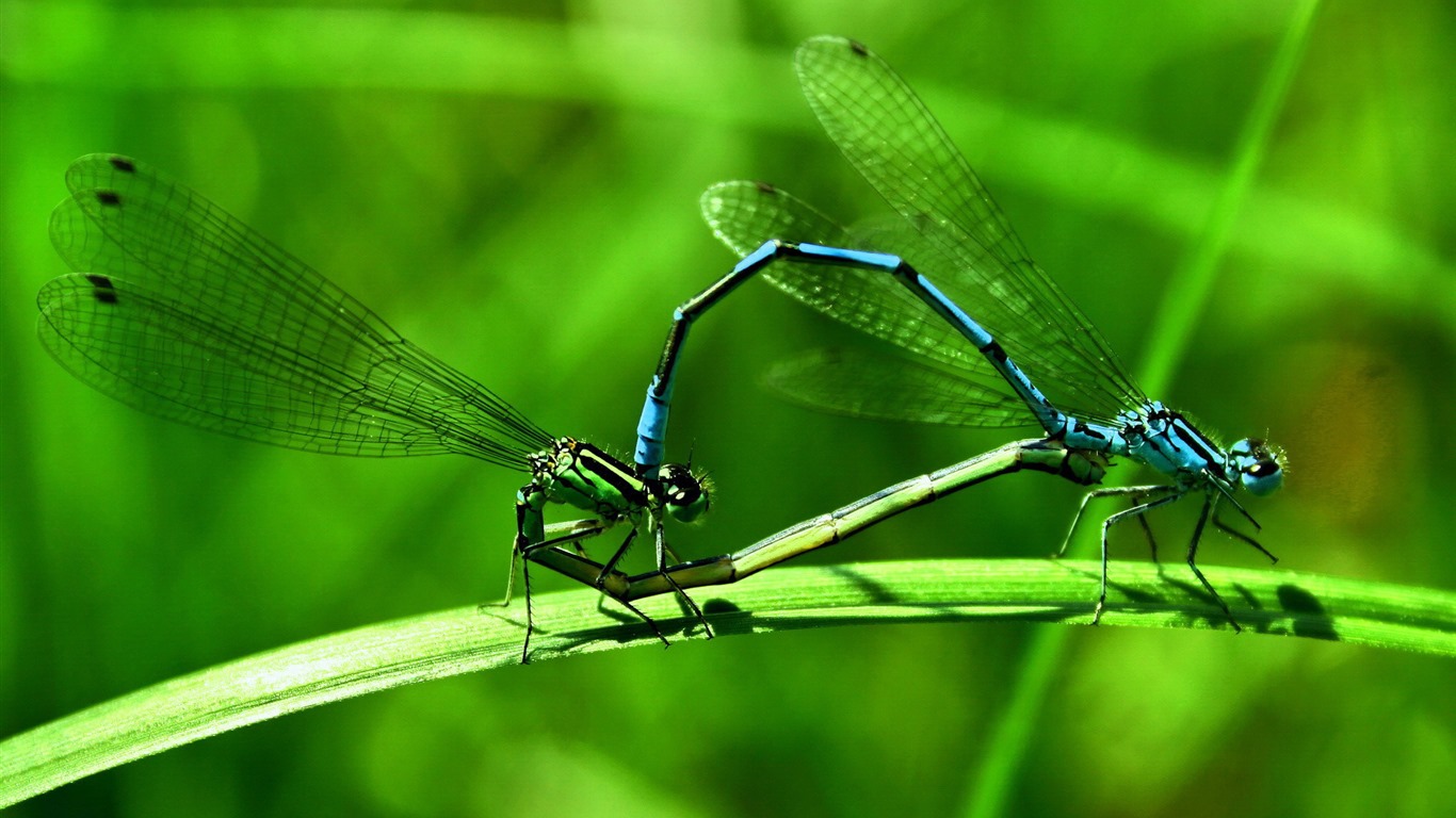 Insecte close-up, fonds d'écran HD libellule #14 - 1366x768