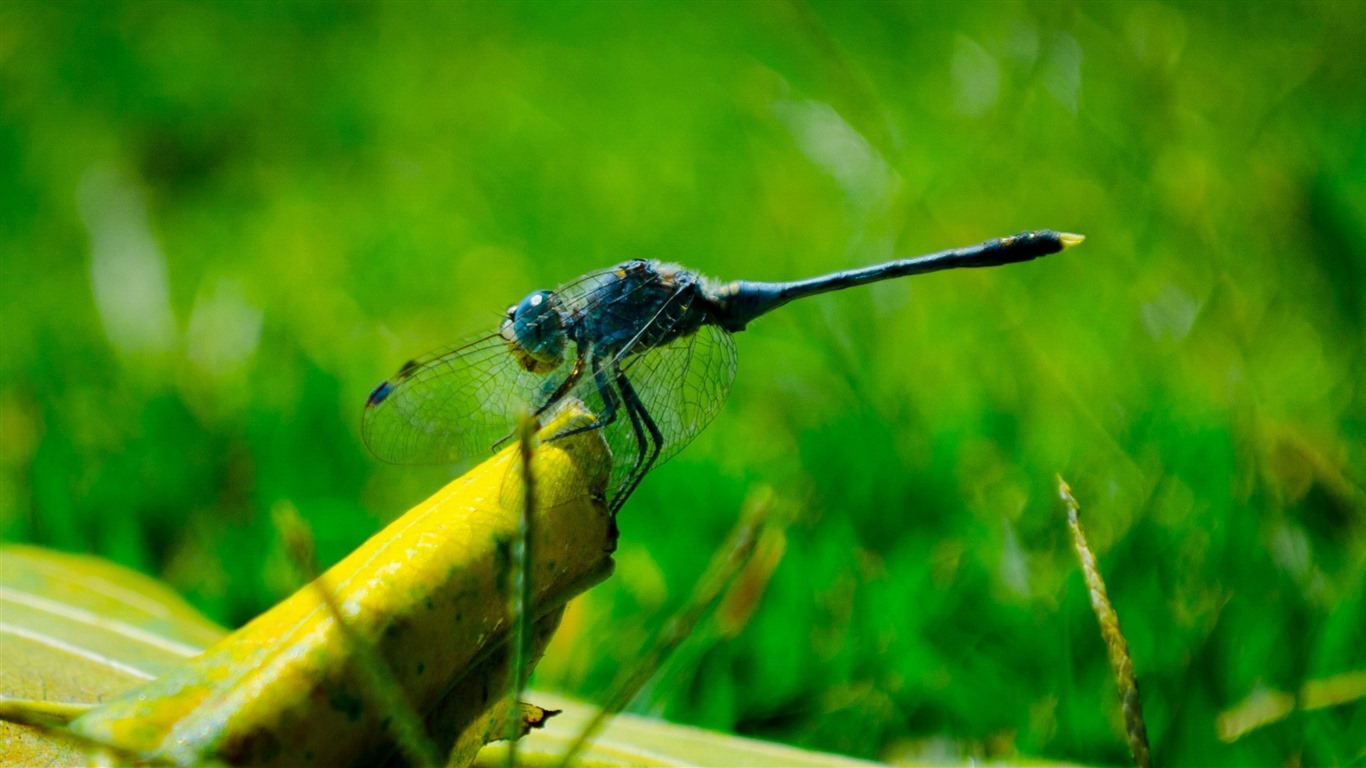 Insecte close-up, fonds d'écran HD libellule #15 - 1366x768