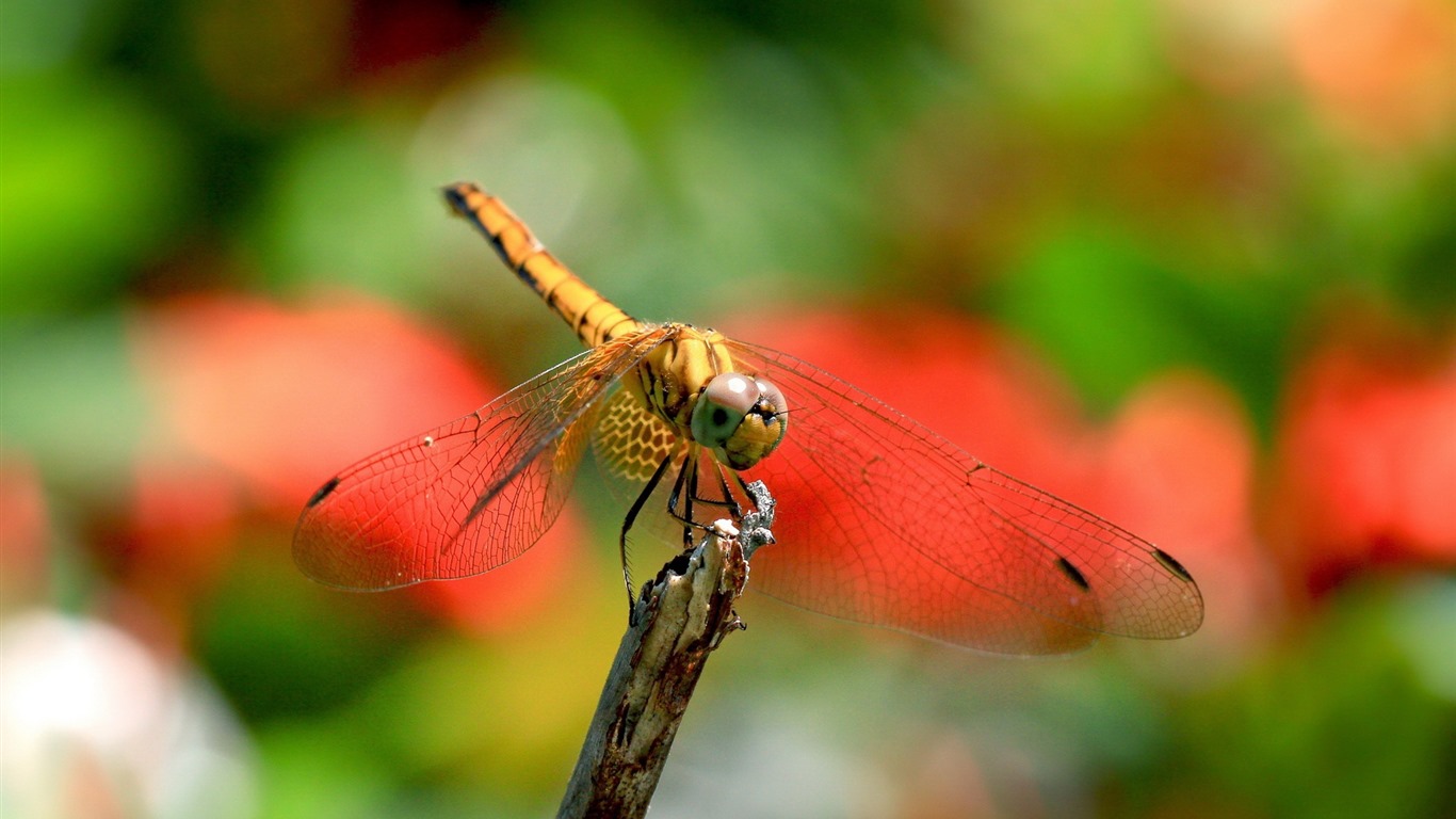 Insecte close-up, fonds d'écran HD libellule #16 - 1366x768