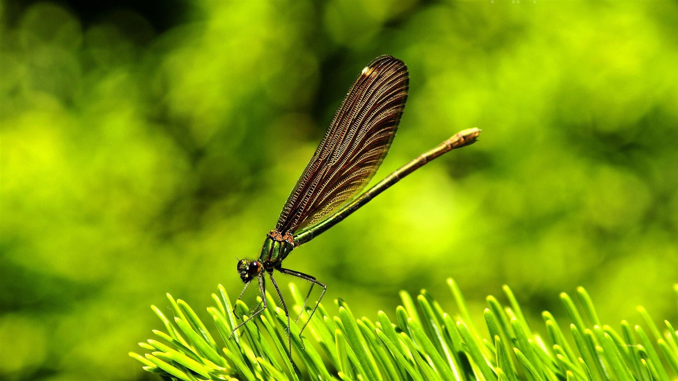 昆虫特写，蜻蜓高清壁纸18 - 1366x768