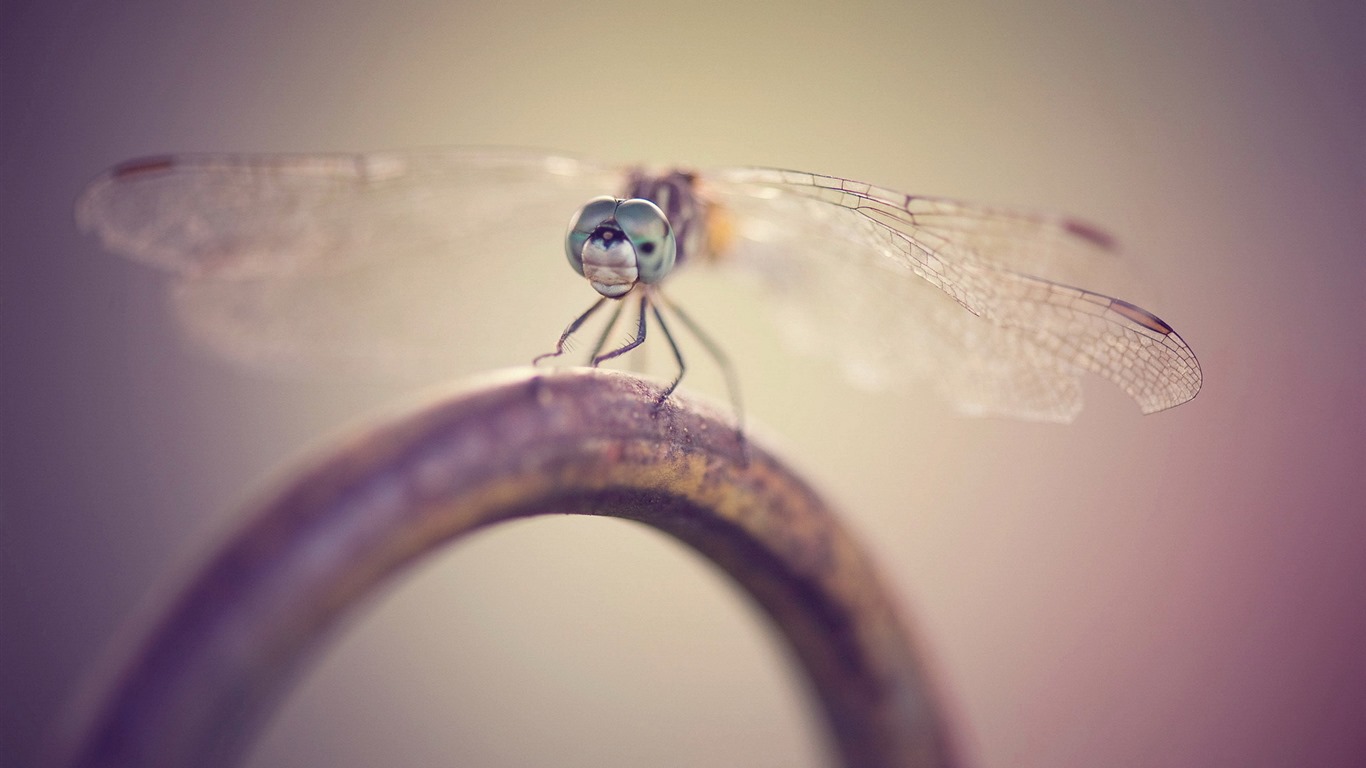 Insect close-up, dragonfly HD wallpapers #28 - 1366x768