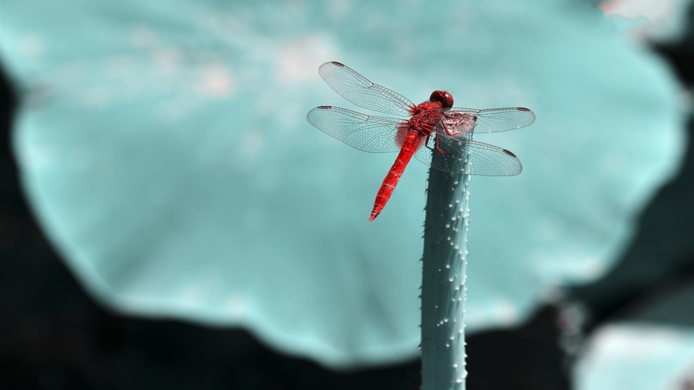 昆虫特写，蜻蜓高清壁纸31 - 1366x768