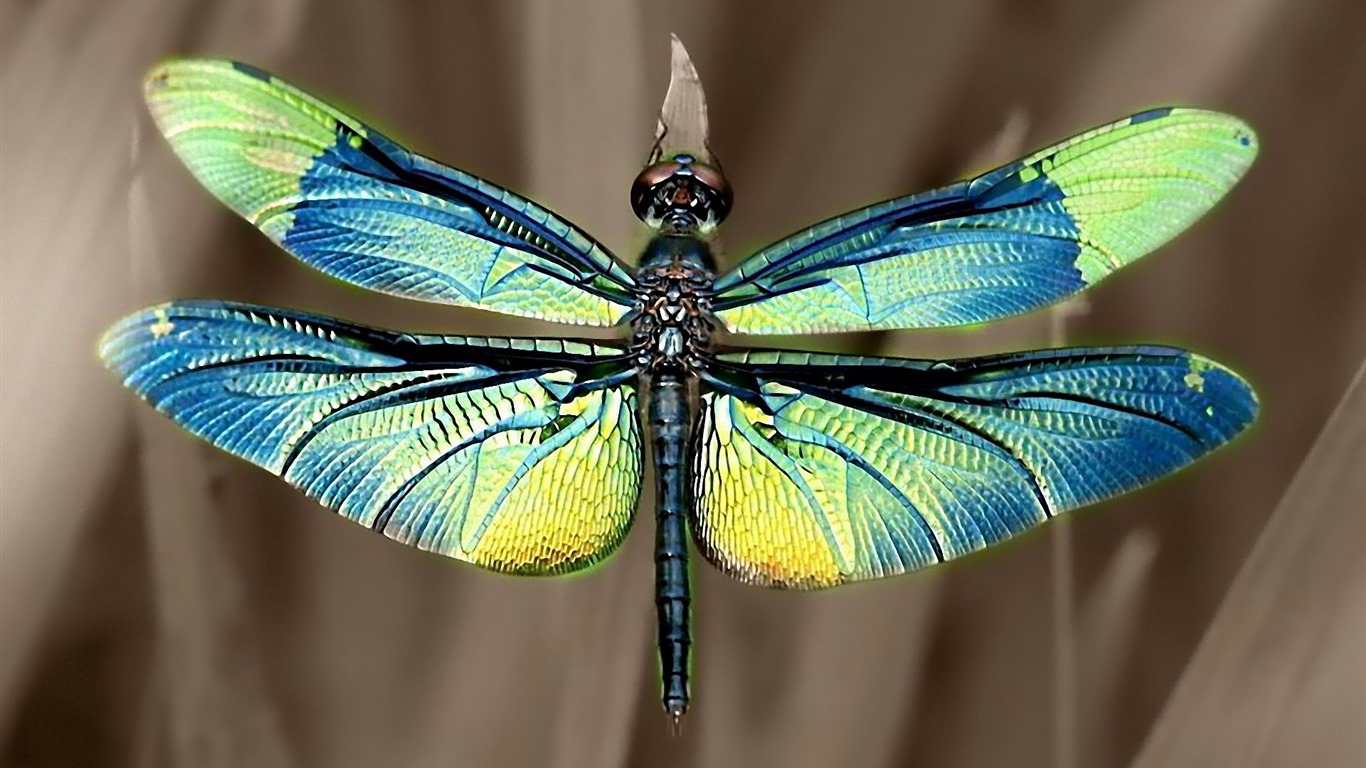 Insect close-up, dragonfly HD wallpapers #35 - 1366x768