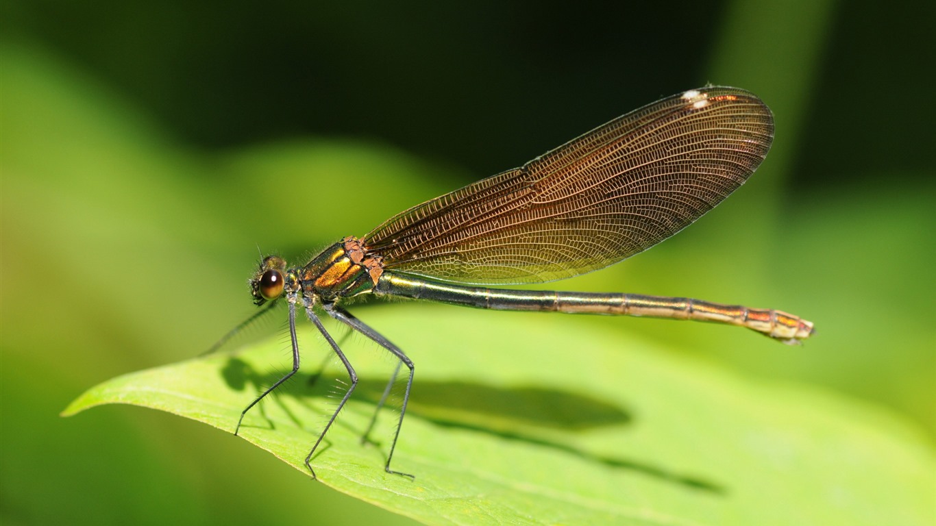 Insecte close-up, fonds d'écran HD libellule #36 - 1366x768