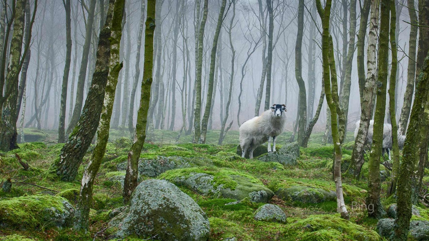 Juillet 2017 Thème Bing de fond d'écran haute définition #10 - 1366x768