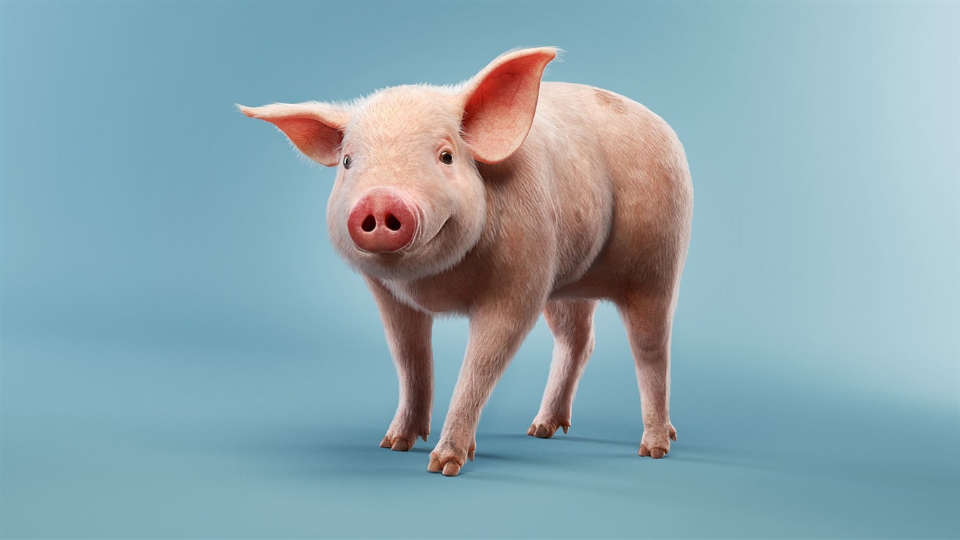 Свинья год о свиньи HD обои #1 - 1366x768