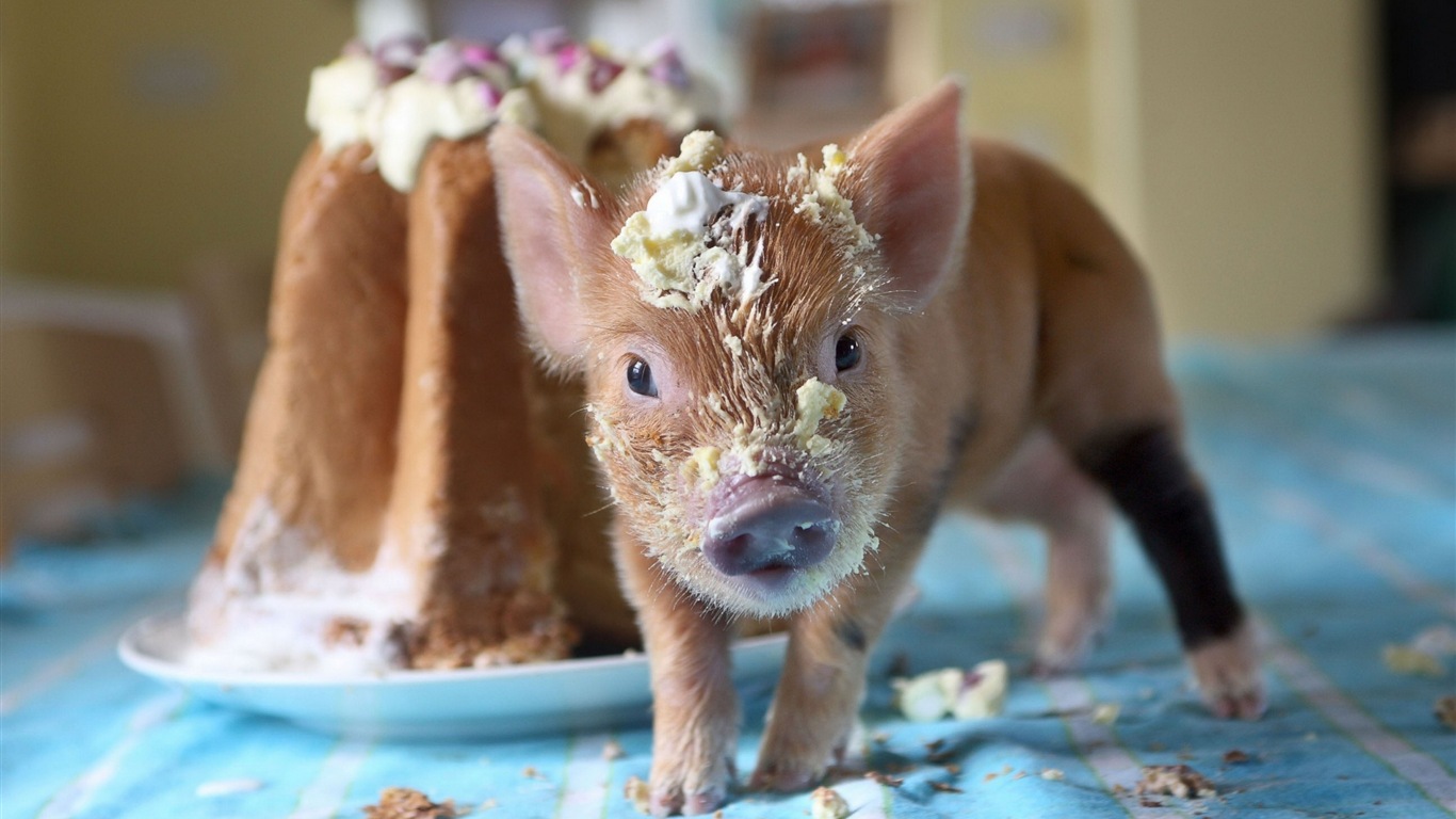 Pig Year about pigs HD wallpapers #6 - 1366x768