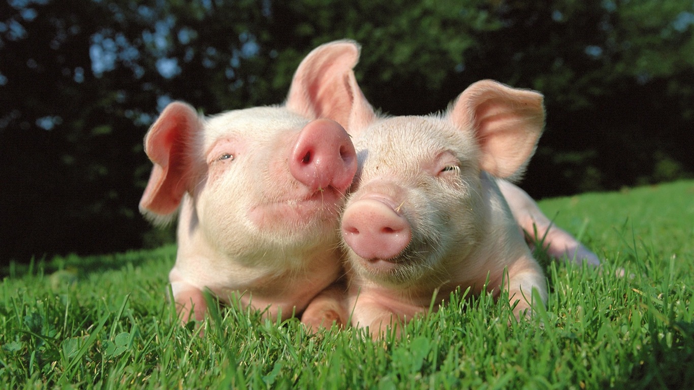 Pig Year about pigs HD wallpapers #19 - 1366x768