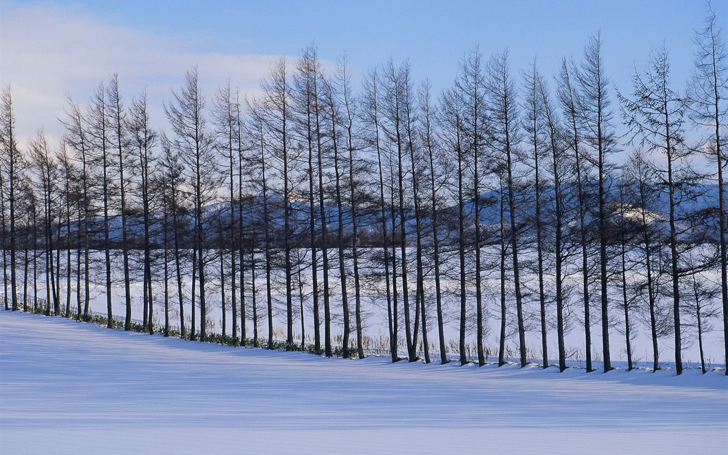 Sníh les tapety (1) #1 - 1440x900