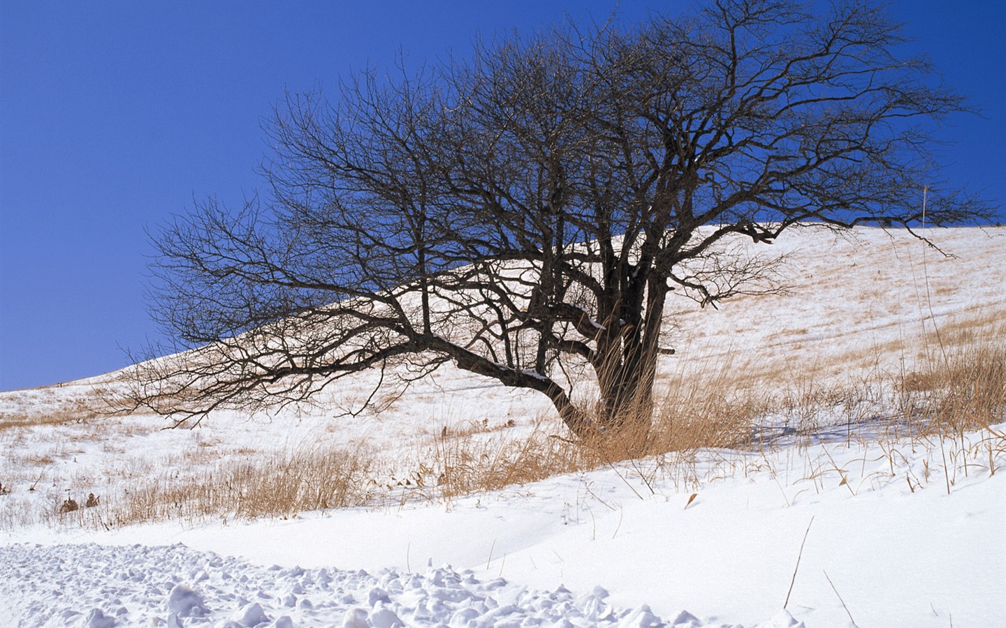Снег лесной обои (1) #14 - 1440x900