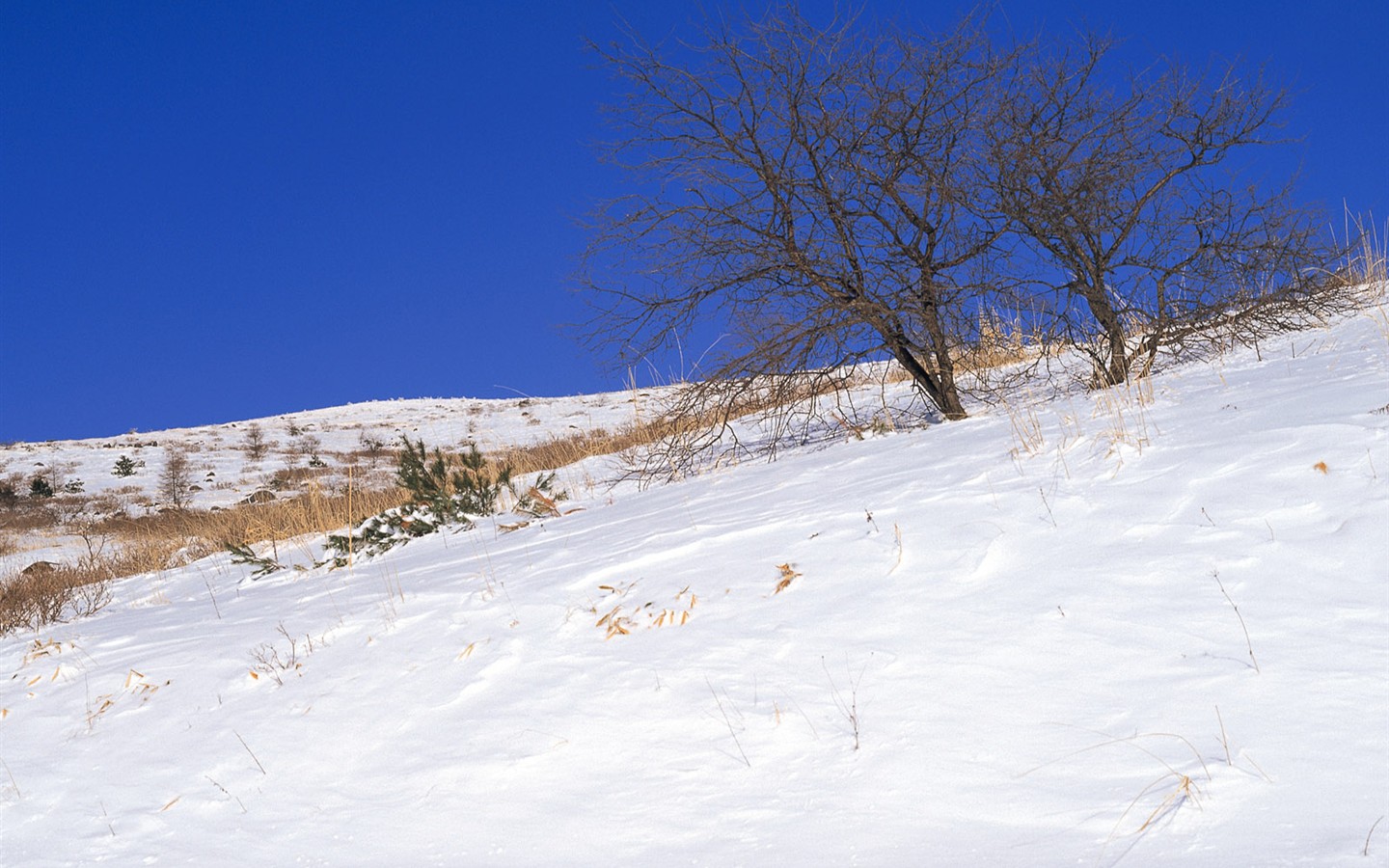 Snow Wald Wallpaper (1) #15 - 1440x900