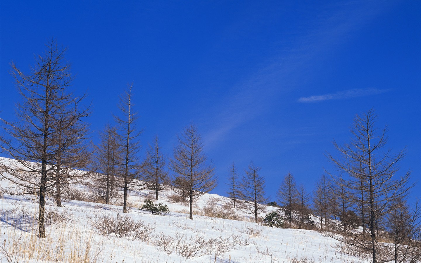 Snow forest wallpaper (1) #16 - 1440x900