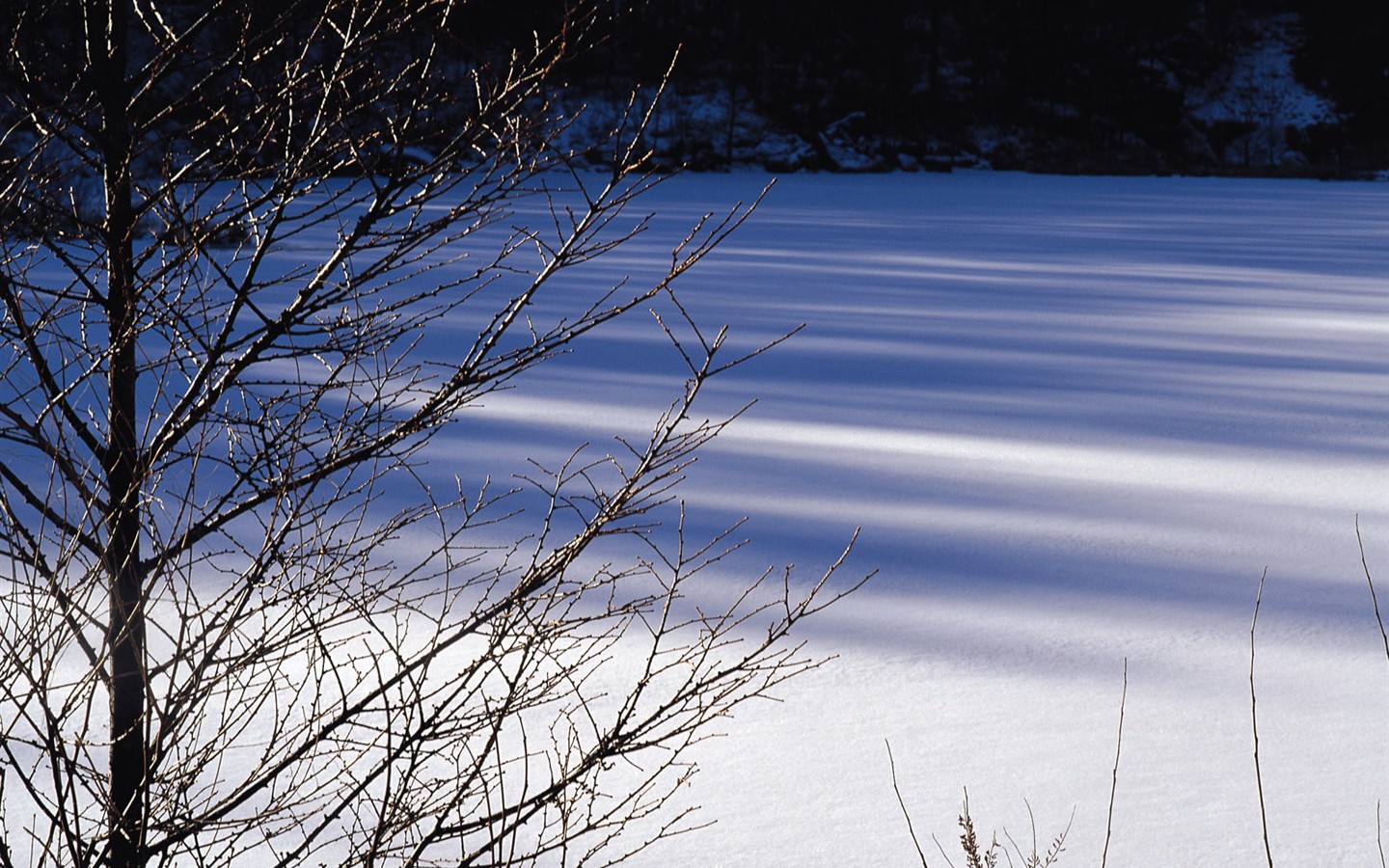forêt, la neige fond d'écran (2) #4 - 1440x900