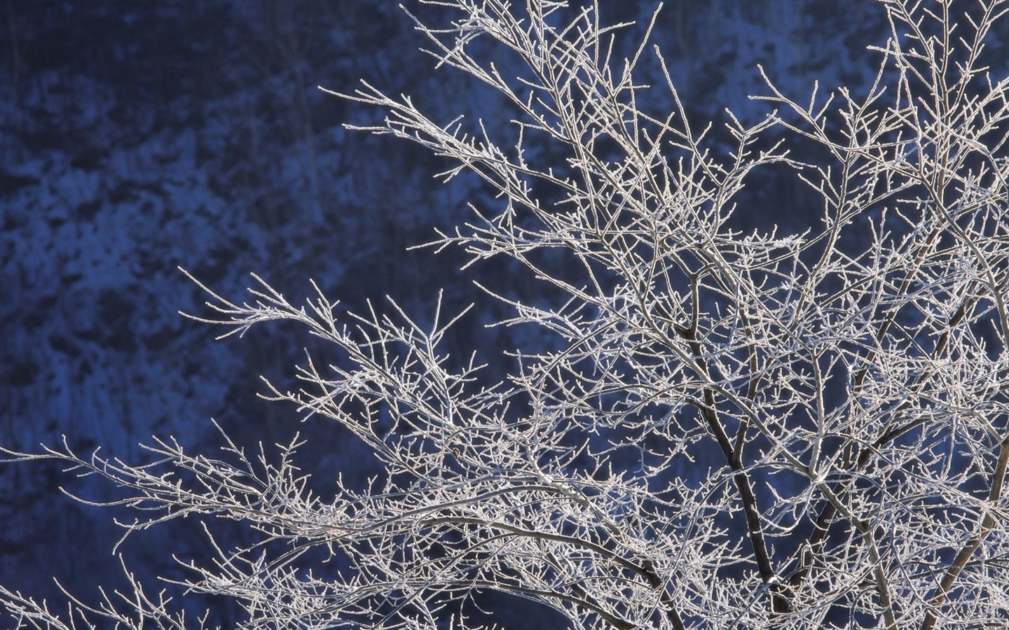 Снег лесной обои (2) #9 - 1440x900